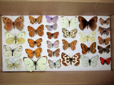 Foreign collection of  'British' butterflies. collector, framer, art, box no. 63