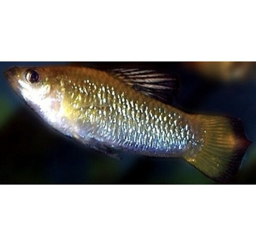 Rare perugiae limia - perugiae,