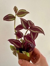 Tradescantia Zebrina (Inch Plant / Wandering Jew) – Small House Plant (9cm Pot)!