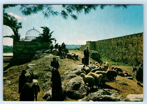 Jerusalem cattle market old - jerusalem,