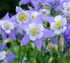 Aquilegia Heavenly Blue HP Sow Feb-Oct Hardy, Sky Blue+White 150 Seeds Perennial