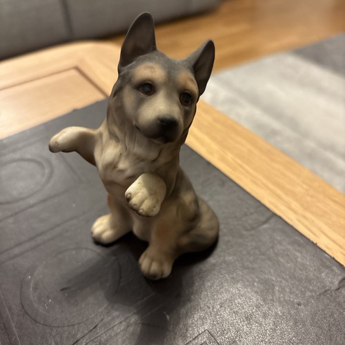 Harvey knox alsatian - alsatian, puppy