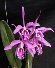 Cattleya maxima ‘La Churonita’ Orchid plant FS Not in bloom