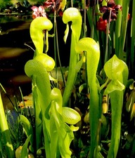 Darlingtonia californica cobra - darlingtonia,