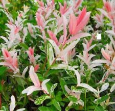 Salix Hakuro Nishiki Flamingo Bush || 12cm Pot Very Healthy & Cheap !