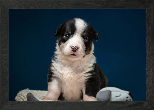 Welsh corgi cardigan framed - welsh,