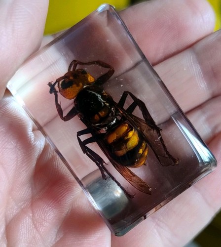 Real flying asian hornet - asian,