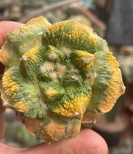 6.3cm Rare Ariocarpus Fis