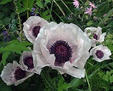 Poppy Papaver Orientale