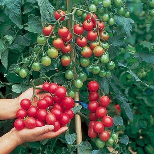 Tomato cherry sweet million - cherry, f1