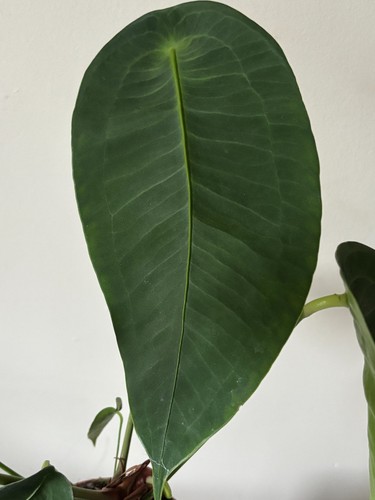 💙Anthurium peltigerum