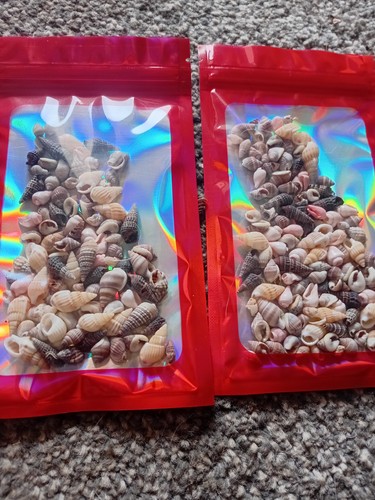 Hermit crab shells lots - crab, 2