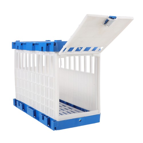 Pigeon release cage bird - pigeon,