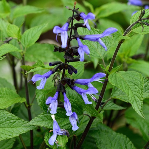 Salvia black and blue summer - and,