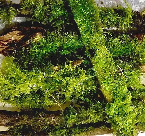 Mossy jungle branch - mossy,