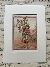 ‘Fumitory’ Flower Fairy