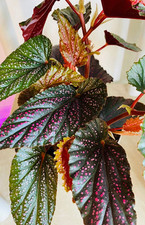 Begonia maculata 'Pink