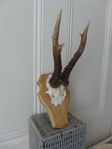 Roe deer skull - deer, trophy