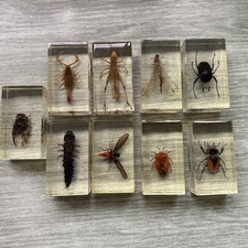 National Geographic Real Life Bugs And Insects In Resin Collection x9