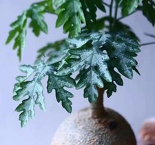 Rare Adenia metamorpha Random Own Root  Boutique Feature