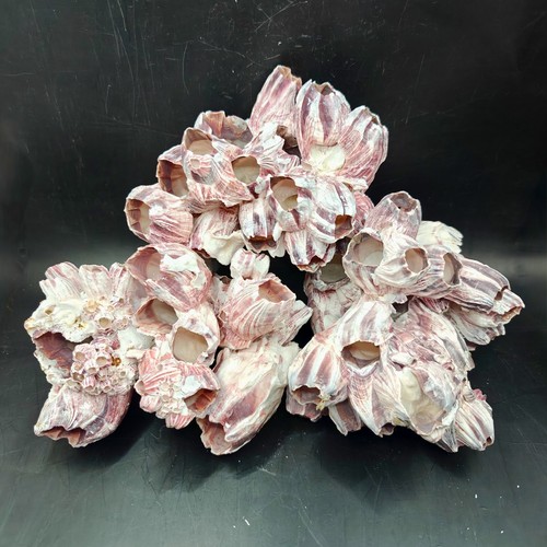 Natural barnacle cluster - natural,