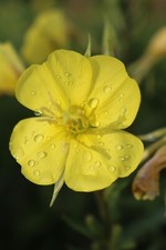 Evening Primrose Oenothera