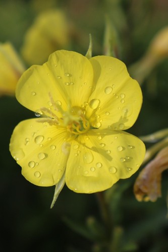 Evening primrose oenothera - evening,