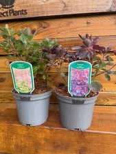 2 Mixed Large Cotinus Smoke