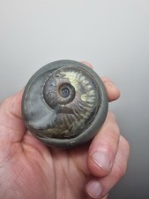 Genuine Whitby Yorkshire