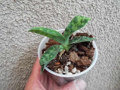Rare paphiopedilum purpuratum - paphiopedilum,
