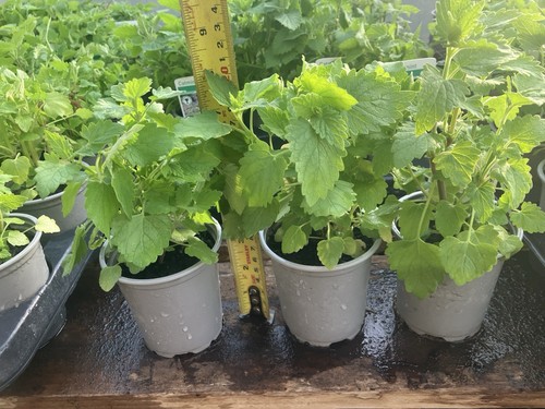 Herb white catnip - white,