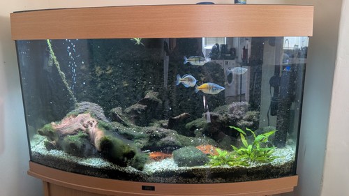 Juwel vision 180 aquarium - vision, with