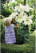 Lily pretty woman bulbs - pretty,