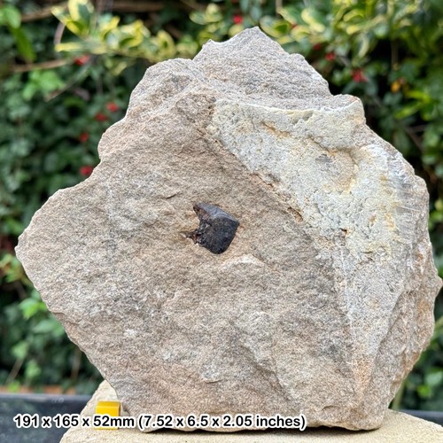 Fossil turtle scute - , |