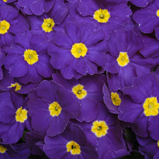 Primrose Blue | Vibrant Garden Ready Primula Plants for Pots Containers (6 Pack)