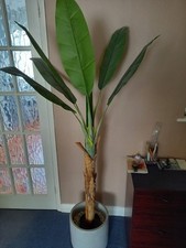 Next - Artificial - Indoor - Plant - Tropical - RRP: £75