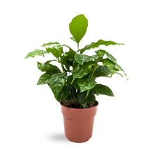Coffea Arabica - Arabian