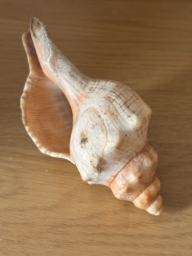 Fox head conch snail sea - conch,