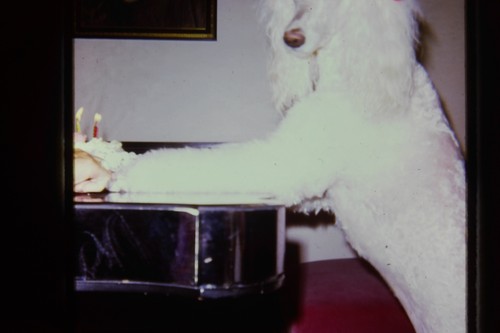 1960s white standard poodle - 1960s,