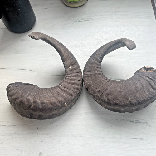 Large taxidermy rams - large,