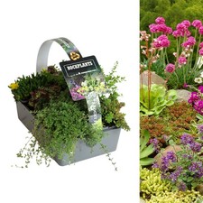 Alpine Rockplant Mix 6 Pack