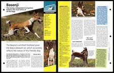 Basenji - Temperament - Dogs Of The World Atlas Fact File Card