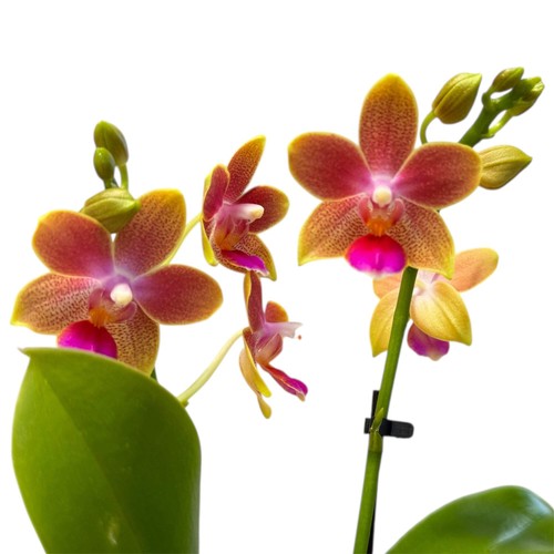 Scented tiny doll - ‘scented,