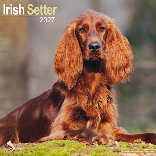 Irish setter 2027 calendar - setter,