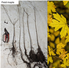 Field Maple Hedging Plants