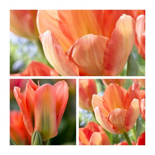 Tulip apricot emperor 10 - emperor, x