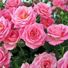 Floribunda rose queen - floribunda, rose,