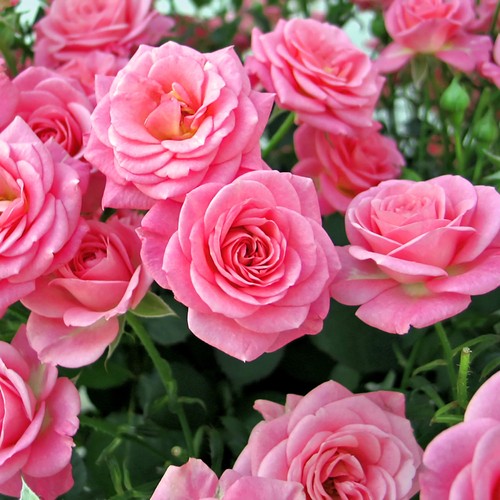 Floribunda rose queen - floribunda, rose,