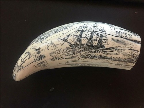 Scrimshaw sperm whale - sperm, tooth