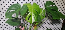 XtraLarge Monstera Deliciosa